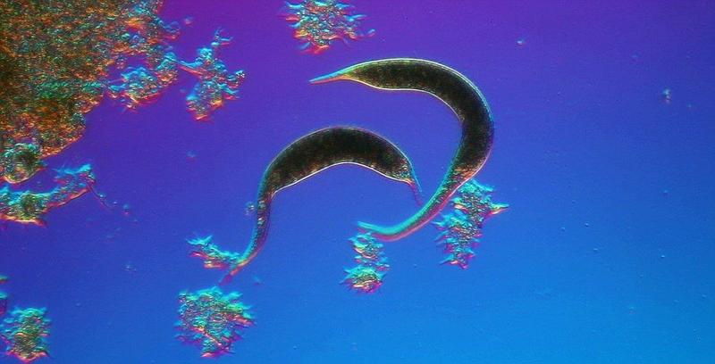 Чудеса в капле воды: Невероятные существа под микроскопом (ФОТО, ВИДЕО) / Peter Matulavich