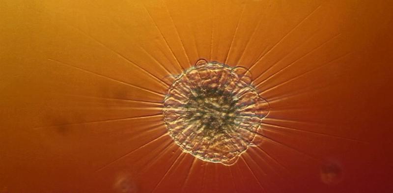 Чудеса в капле воды: Невероятные существа под микроскопом (ФОТО, ВИДЕО) / Peter Matulavich