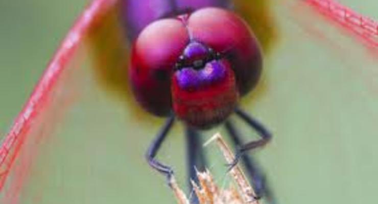 Панорамный вид. Ученые создали искусственный глаз насекомого