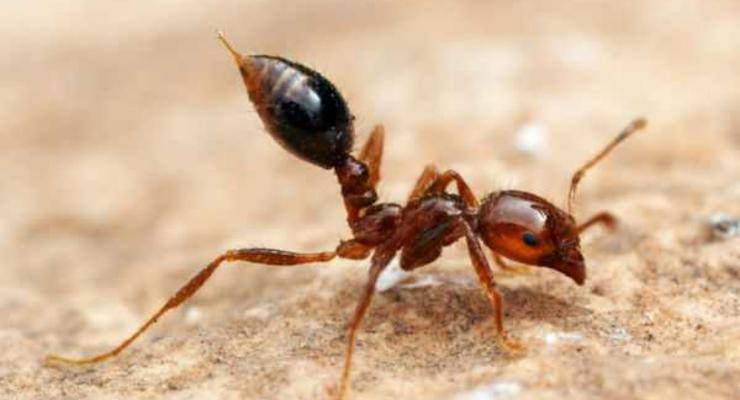 Новая версия конца света: Землю погубят муравьи