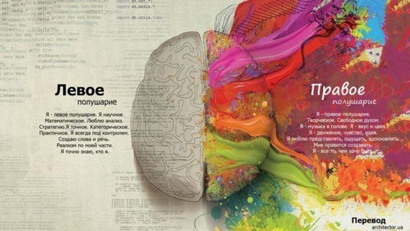 Интересный факт дня: деление мозга на полушария — миф / architector.ua