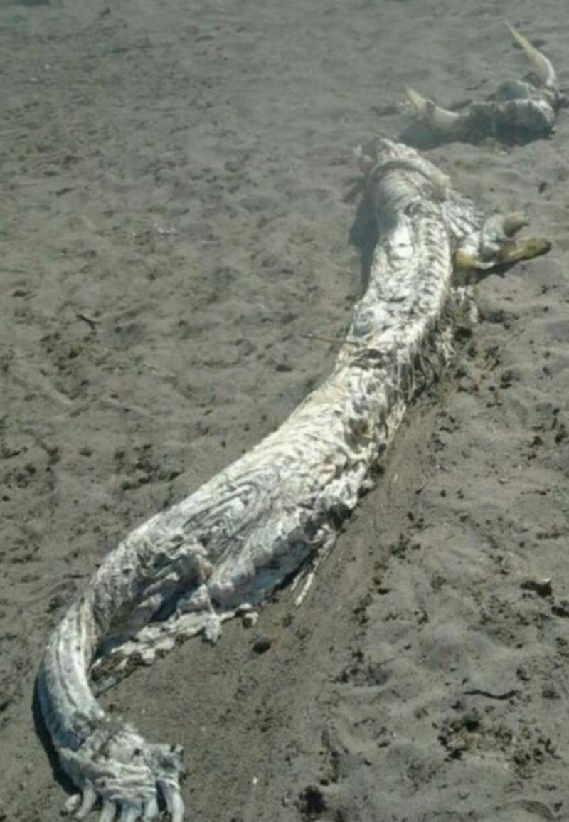 На берегу моря нашли рогатого монстра (ФОТО) / gawker.com