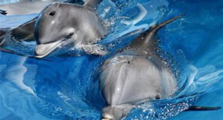 Массовая гибель дельфинов у побережья Калифорнии: ученые заподозрили вирус