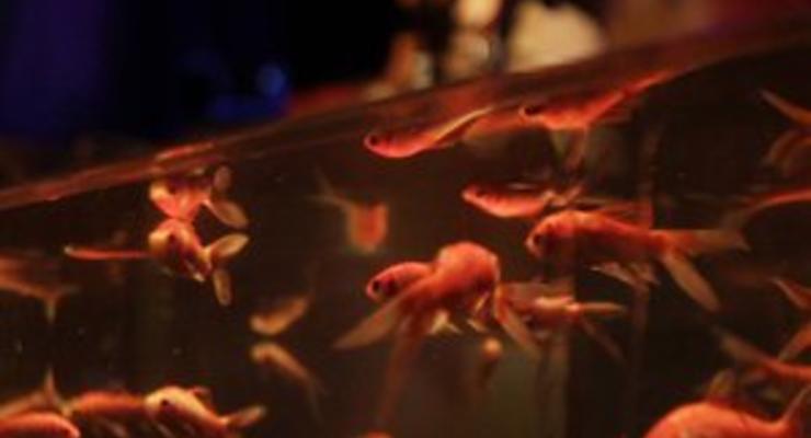 Японские ученые исследовали музыкальный слух золотых рыбок