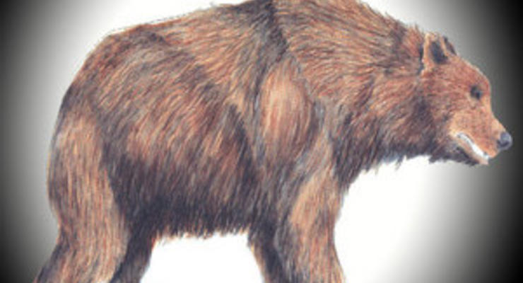Генетикам удалось восстановить часть генома древнего пещерного медведя