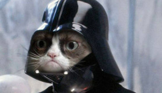 В Британии состоится фестиваль интернет-котов