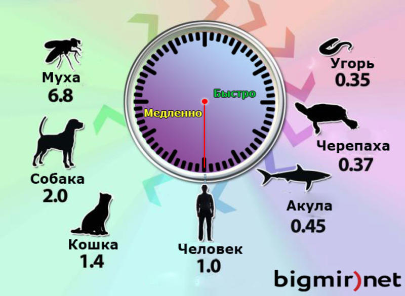 Интересный факт дня: Как течет время для разных животных (ИНФОГРАФИКА) / bigmir)net