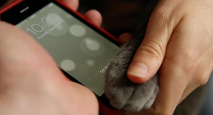 Коты тоже могут разблокировать iPhone 5S (ВИДЕО)