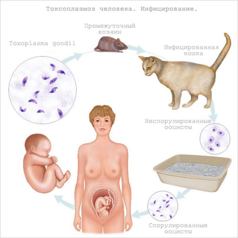 Интересный факт дня: Опасный паразит превращает своих жертв в зомби / vetlabcentr.ru