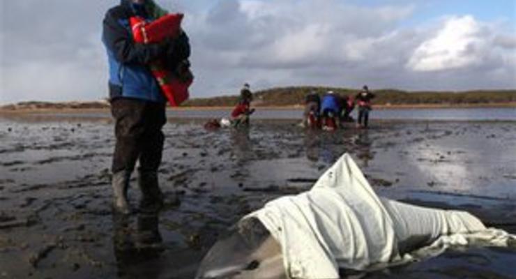 У побережья Никарагуа обнаружены сотни мертвых черепах, дельфинов и рыб