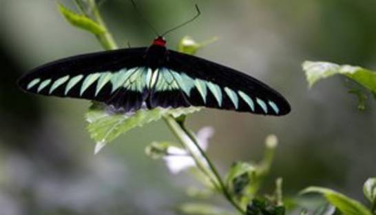 Насекомые не спариваются в дождливую погоду