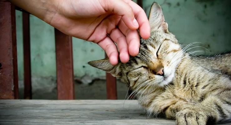 Интересный факт дня: Гладить кошек опасно для психики
