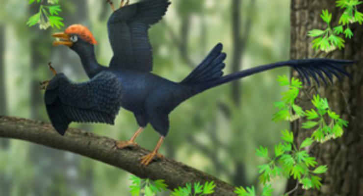 У древней птицы обнаружили два хвоста