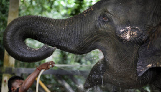 Слоны понимают жесты людей на уровне интуиции - ученые