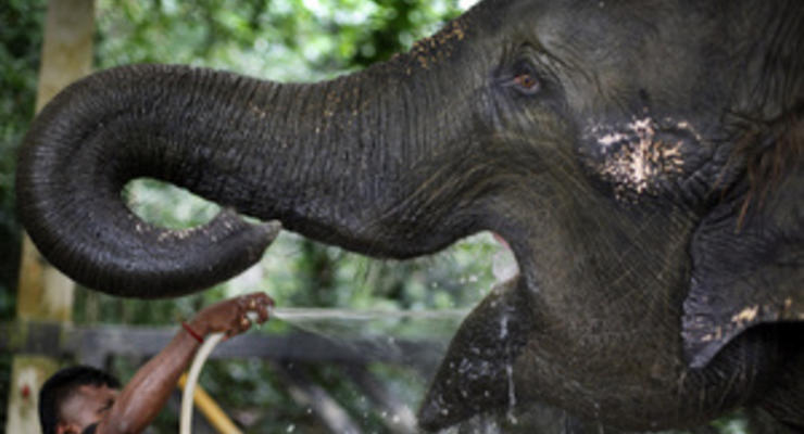 Слоны понимают жесты людей на уровне интуиции - ученые
