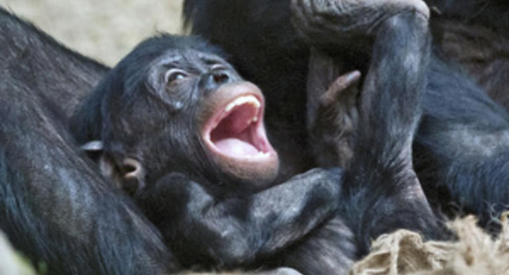 Люди и бонобо схожи в эмоциональном развитии - ученые