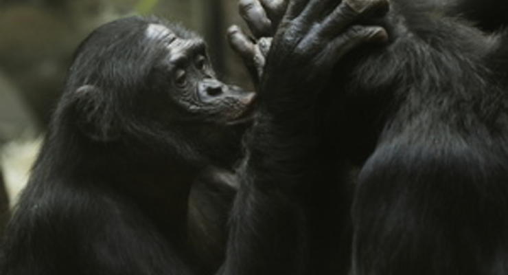 Обезьяны бонобо утешают друг друга как люди