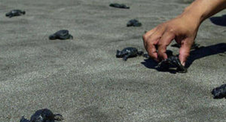 Власти Сальвадора сообщают о массовой гибели морских черепах