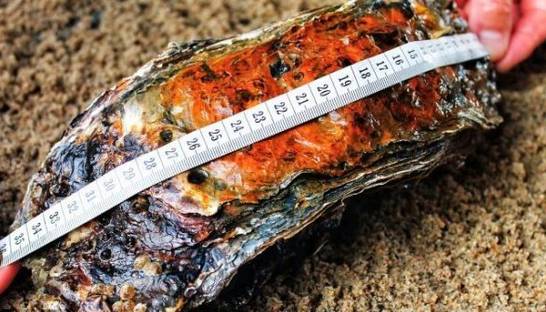 Гигантский деликатес: Найдена самая большая устрица в мире (ФОТО)