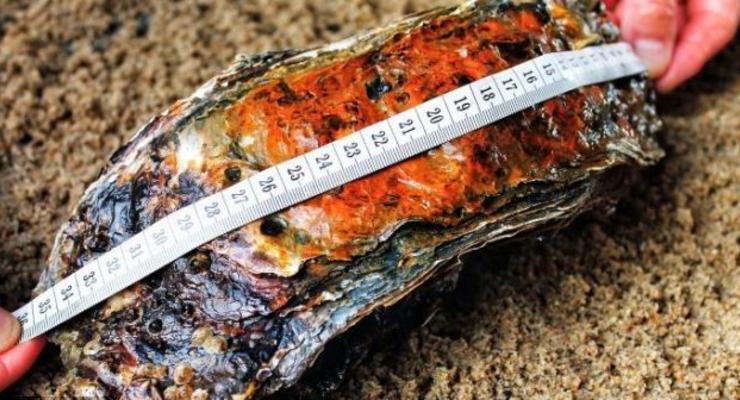 Гигантский деликатес: Найдена самая большая устрица в мире (ФОТО)