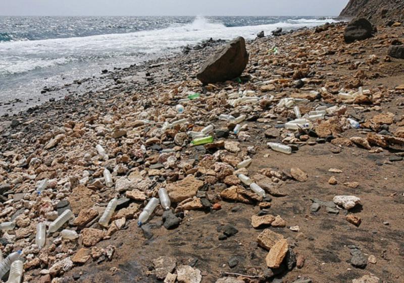 Жертвы экологии: Ракообразные начали поглощать пластик из океанов / wikimedia.org