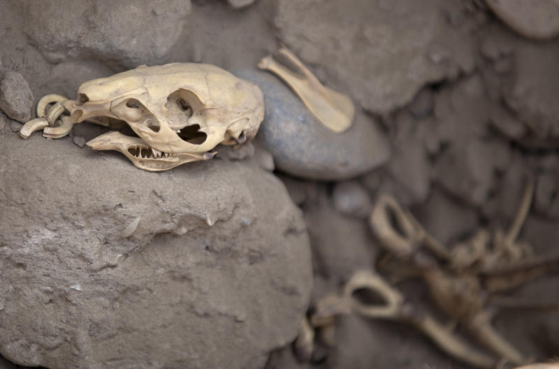 В жилом районе столицы Перу найдены две мумии доколумбовых времен / AP