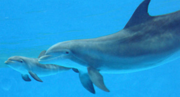 Дельфины помогли создать радар для обнаружения фугасов