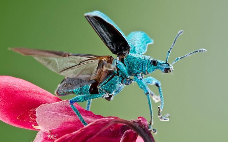Мы не уроды: ФОТО самых страшных насекомых / colinhuttonphotography.com