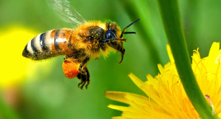Пчелы обладают одной из типично "человеческих" способностей - ученые