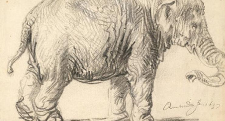 Рисунок Рембрандта оказался лектотипом индийского слона