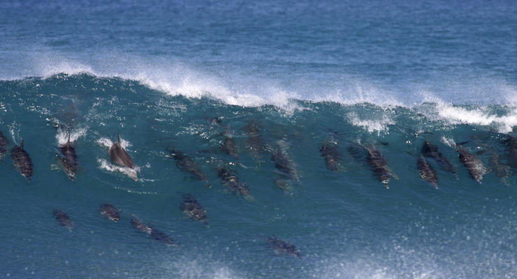 На восточное побережье США за последние месяцы выбросилось рекордное число дельфинов