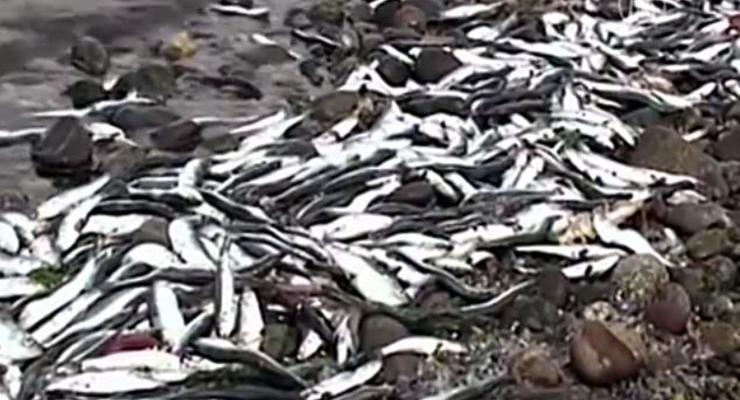На берег Чили выбросило тысячи мертвых рыб