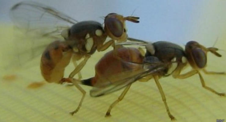 В Европе планируют опробовать генномодифицированных мух