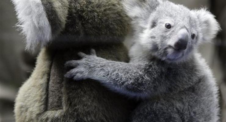 Ученые разгадали тайну низкого рыка коал