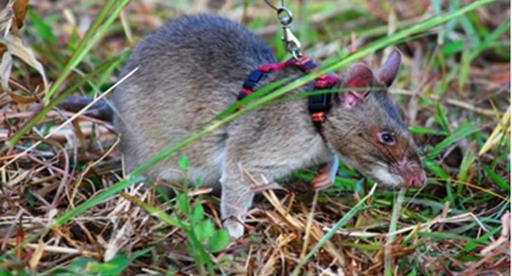 На Гуам сбросили "десант" из тысяч мышей