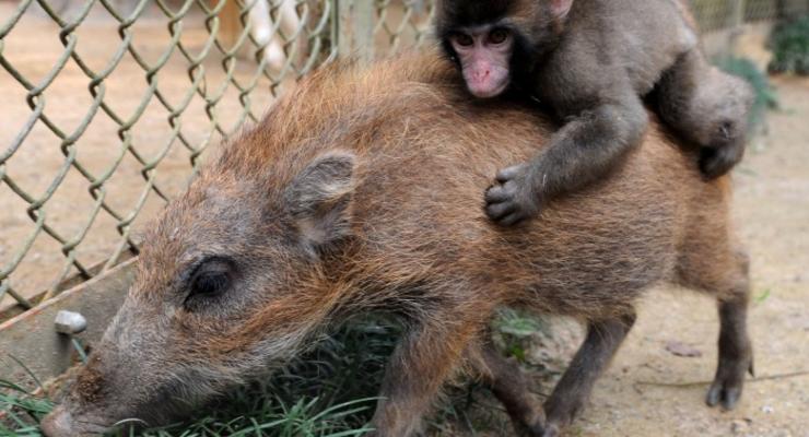 Свинская эволюция: Человек — результат любви обезьяны и кабана