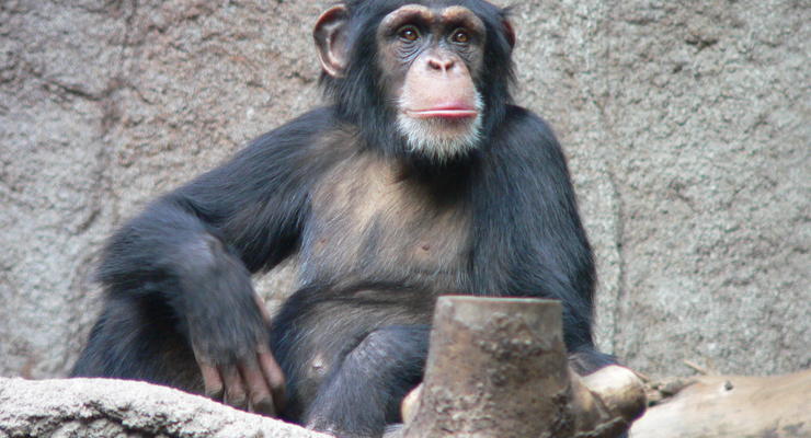 Интересный факт дня: Четырех обезьян могут официально признать личностями