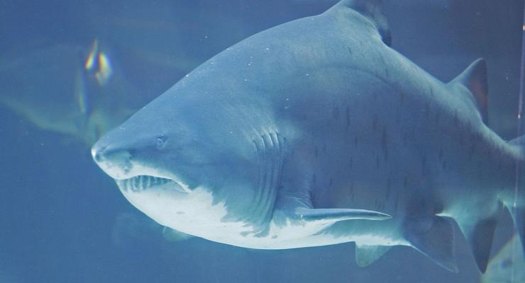 Обнаружено генетическое сходство между человеком и акулой