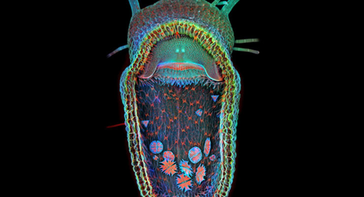 Крошечная жизнь: ТОП-10 фото 2013 года, сделанных через микроскоп