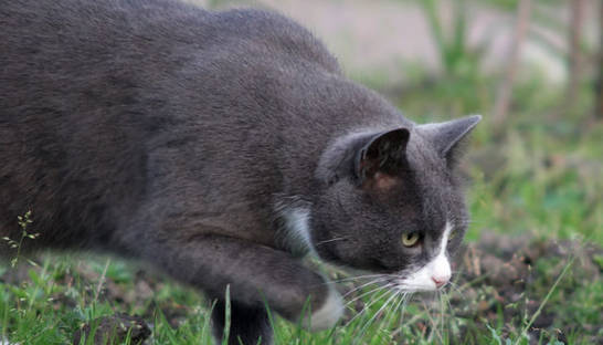 Интересный факт дня: Кошки сами выбрали человека для приручения