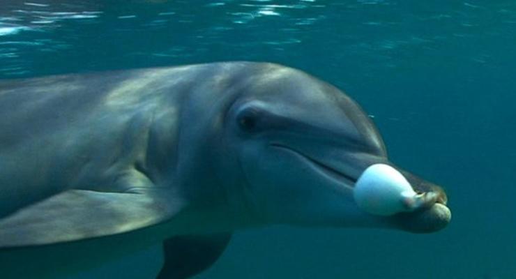 Интересный факт дня: У дельфинов нашли наркотики
