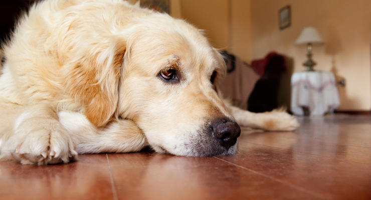 Интересный факт дня: Главным виновником рака у людей назвали собак