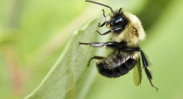 Интересный факт дня: Америку захватили пчелы-зомби