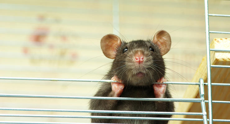 Планета крыс: Человечество уступит Землю гигантским хвостатым