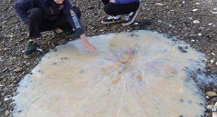 Гигантский улов: На пляж выбросило громадную медузу