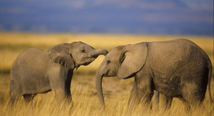 Слоны способны различать языки – ученые