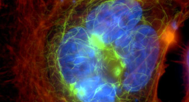 Красота в клетке: Необычные ФОТО через микроскоп