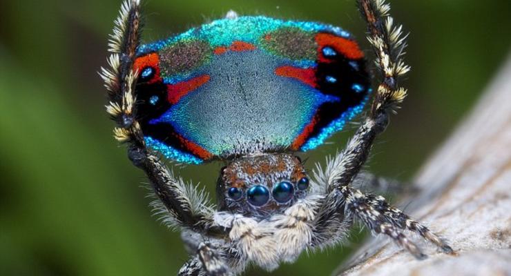 Дикие танцы: Удивительно красивые пляски пауков-павлинов