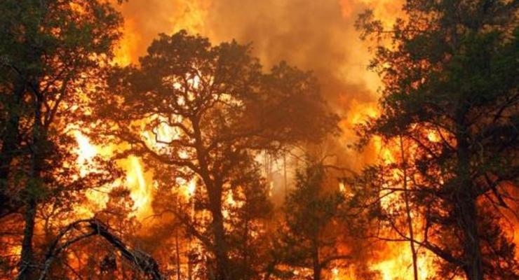 Лесные пожары могут распространить чернобыльскую радиацию – ученые