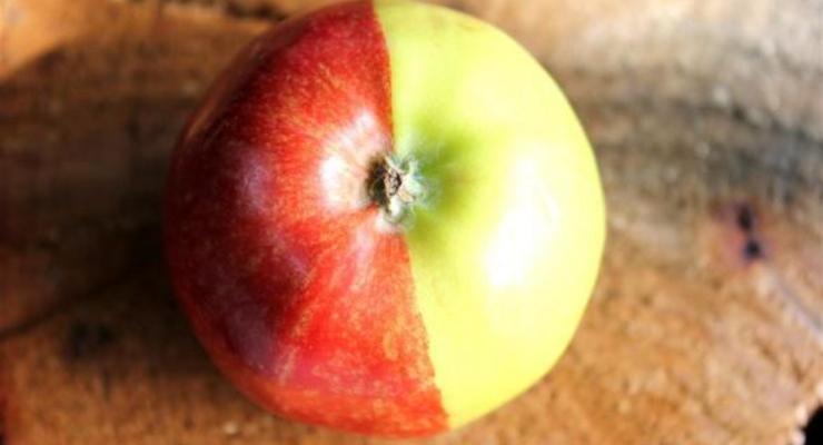 Научные фото недели: Яблоко-химера и 3D-Вселенная